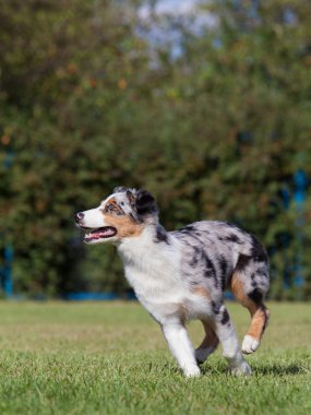 Safkan köpek Avustralyalı çoban