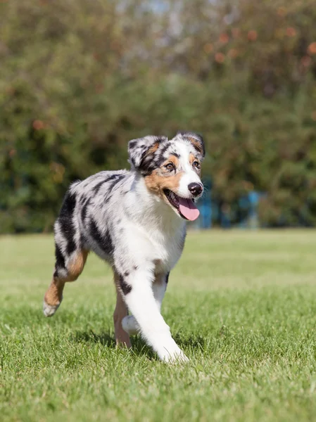 Purebred Dog Australian Shepherd — Stock Photo, Image