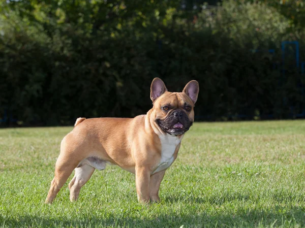 Perro de pura raza Bulldog francés —  Fotos de Stock