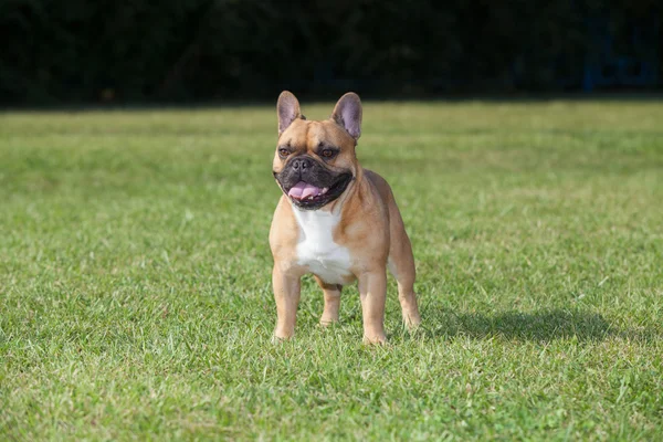 Purebred hund fransk bulldogg — Stockfoto