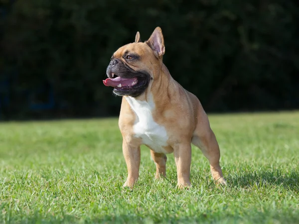 Cão de raça pura Bulldog francês — Fotografia de Stock