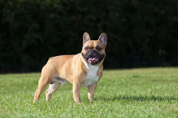 Cão de raça pura Bulldog francês — Fotografia de Stock