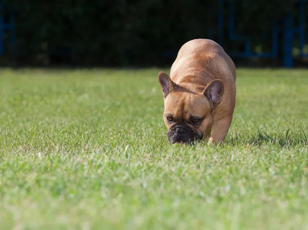 Purebred hund fransk bulldogg — Stockfoto