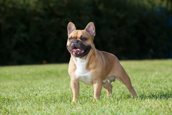 Rasechte hond Franse Bulldog — Stockfoto