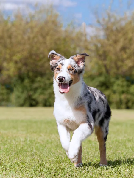 Purebred Dog Australian Shepherd — Stock Photo, Image