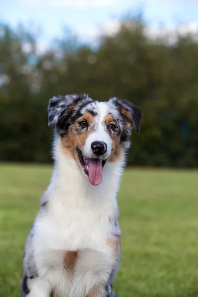 Purebred Dog Australian Shepherd — Stock Photo, Image