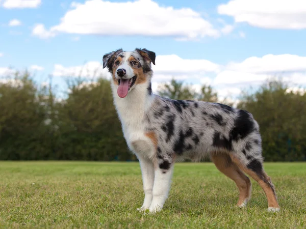 Perro de pura raza Pastor australiano — Foto de Stock