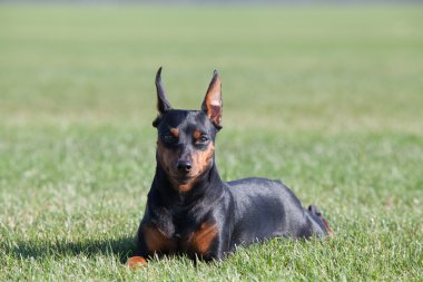 Minyatür Pinscher köpek portresi