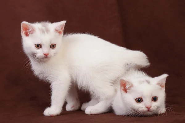 Twee Britse korthaar kittens — Stockfoto