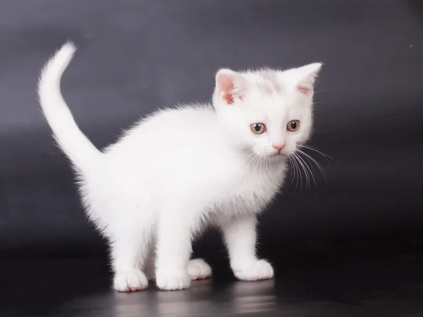 Britská krátkosrstá kotě — Stock fotografie