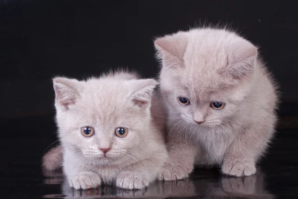 Dvě britská krátkosrstá koťata — Stock fotografie