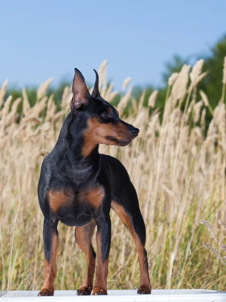 순종 소형 Pinscher 개의 초상화 — 스톡 사진