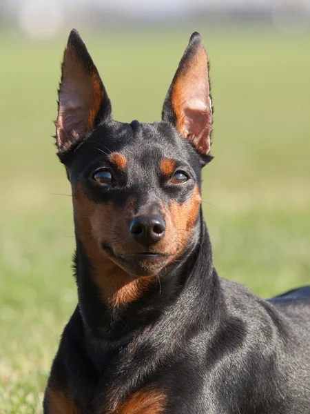 Portret rasowe pies Pinczer miniaturowy — Zdjęcie stockowe