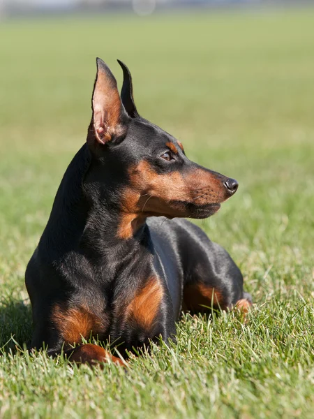 Retrato de Perro Pinscher Miniatura de pura raza — Foto de Stock