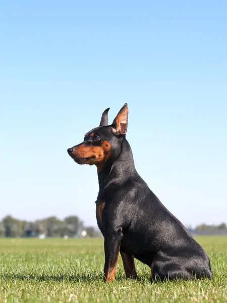 迷你杜宾犬纯种狗的肖像 — 图库照片