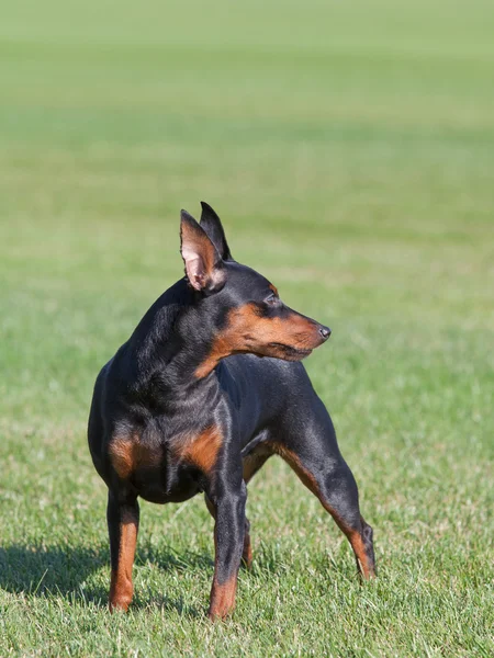 Porträtt av renrasig Miniatyr Pinscher hund Stockbild