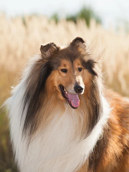 Portrét čistokrevná psí kolie dlouhosrstá. — Stock fotografie
