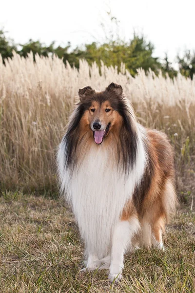 Portrait of purebred dog Rough Collie. — Stock Photo, Image