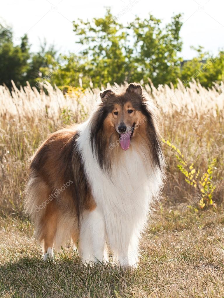 Portrait of purebred dog Rough Collie.