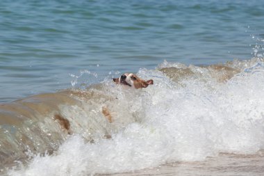 Jack Russell Terrier köpek çalış