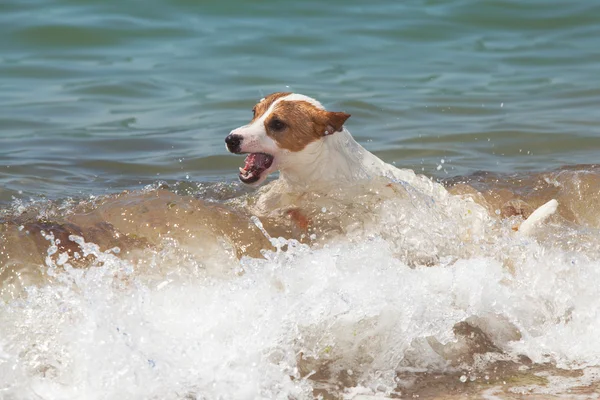 Чистая собака Джек Рассел Терьер играет — стоковое фото