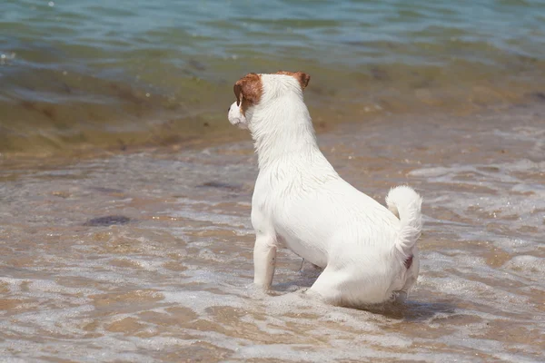 Purebred dog  Jack Russell Terrier plays — Stock Photo, Image