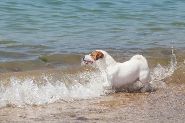 Purebred dog  Jack Russell Terrier plays — Stock Photo, Image