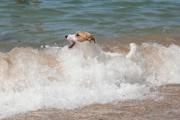 Чистая собака Джек Рассел Терьер играет — стоковое фото