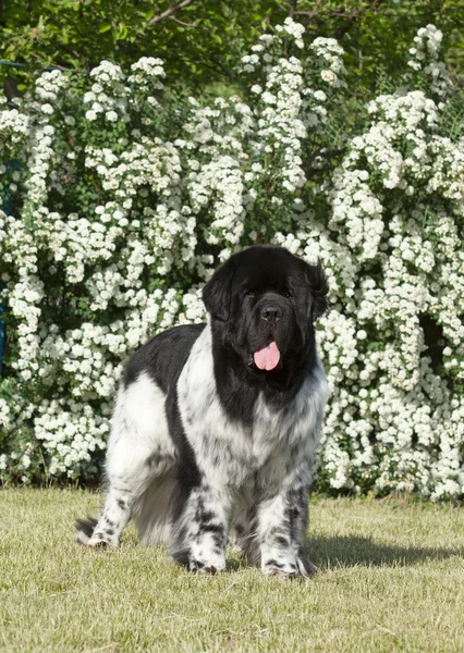 緑の草の上にランドシーア犬 — ストック写真