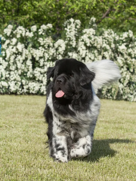 Landseer cane su erba verde — Foto Stock