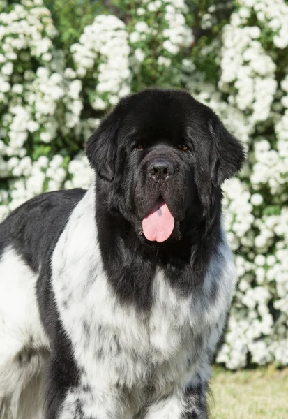 Portret psa Landseer wyłożony na zielonej trawie Zdjęcie Stockowe