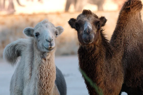 Dois camelos ao pôr do sol — Fotografia de Stock