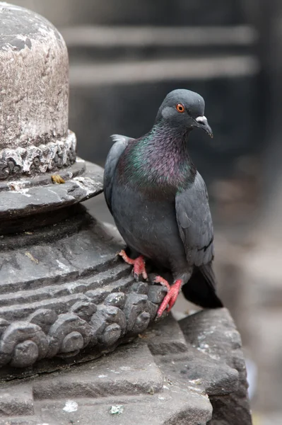 仏像の上に座って鳩 — ストック写真