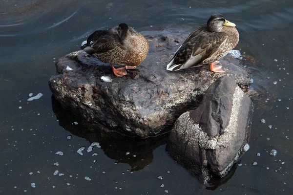 Two ducks on the stone — Stock Photo, Image