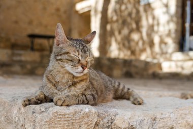 Yunanistan'da güneşin tadını çıkarma kedi