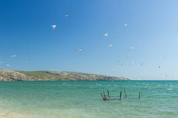 Gaivotas na costa do Mar de Azov — Fotografia de Stock