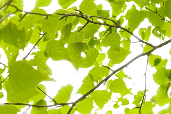 Green spring leaves on sky background — Stock Photo, Image