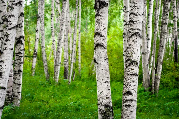 Spring birch grove — Stock Photo, Image