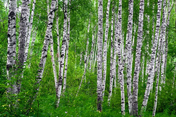 Tavaszi birch grove — Stock Fotó