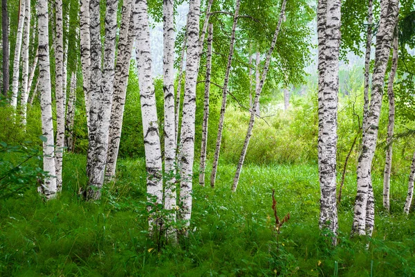 Spring birch grove — Stock Photo, Image