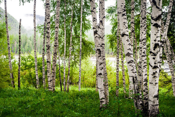 Spring birch grove