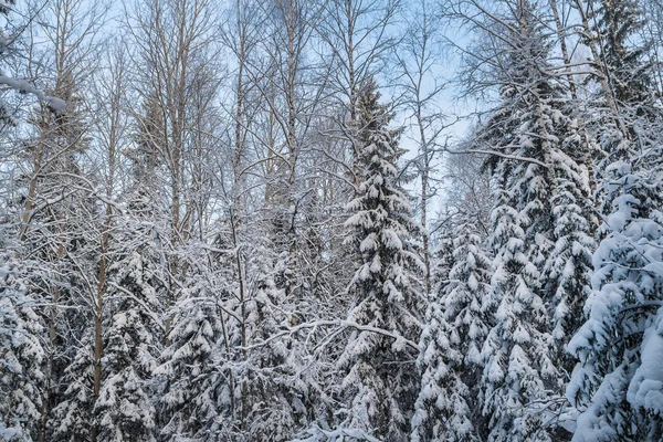 冬天白雪皑皑的丛林，在蓝蓝的天空下 — 图库照片