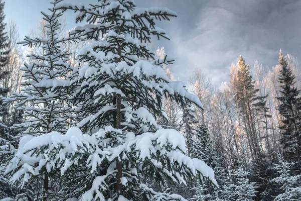 Invierno bosque nevado bajo el cielo azul — Foto de Stock