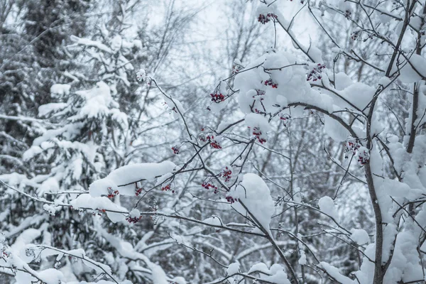 Winter snowy forest under the blue sky — Stock Photo, Image