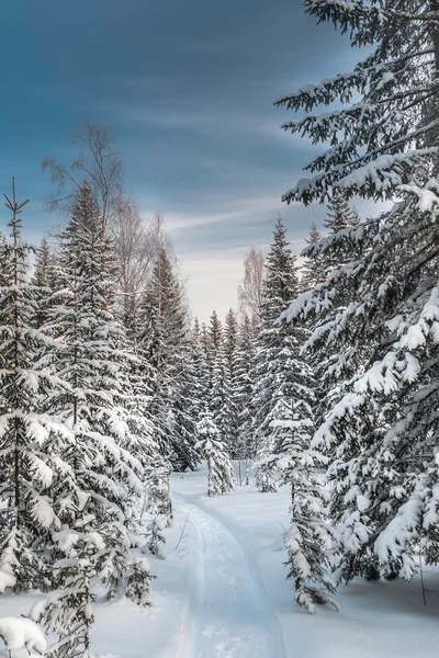 Invierno bosque nevado bajo el cielo azul —  Fotos de Stock