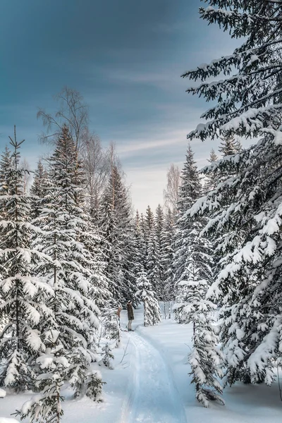Zimní zasněžené lesní pod modrou oblohou — Stock fotografie
