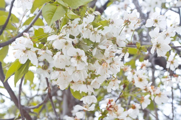 Primavera flores blancas de cereza silvestre — Foto de Stock