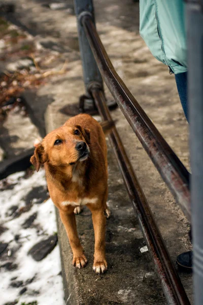 Evsiz köpek yemek yağmurda