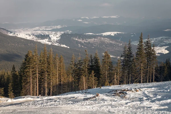 Karpaten onder de sneeuw in de winter — Stockfoto