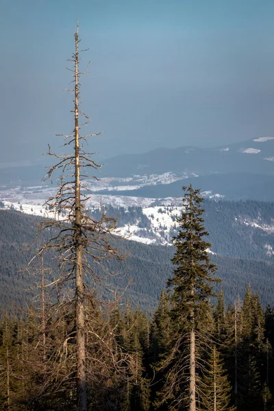 Carpathian mountains under snow in the winter — Stock Photo, Image